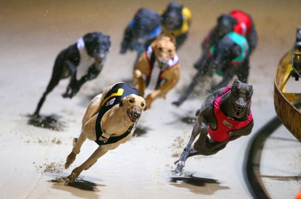 Greyhound Racing