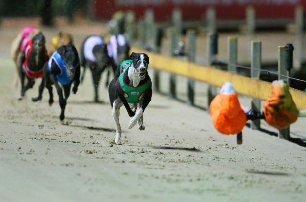 Greyhound Racing3