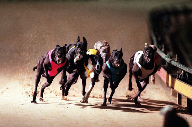 Greyhound Racing8