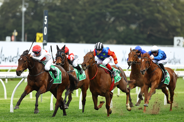 Randwick Chopped Grass