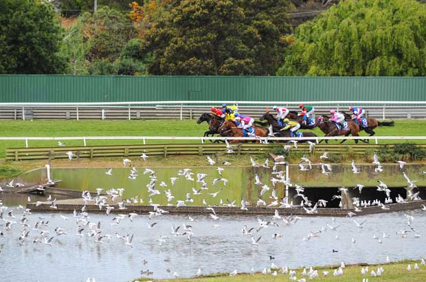 Sandown BirdsFlying