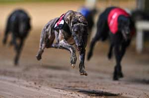 Greyhound Racing9