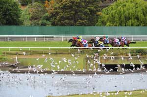 Sandown BirdsFlying